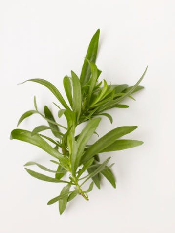 Estragon